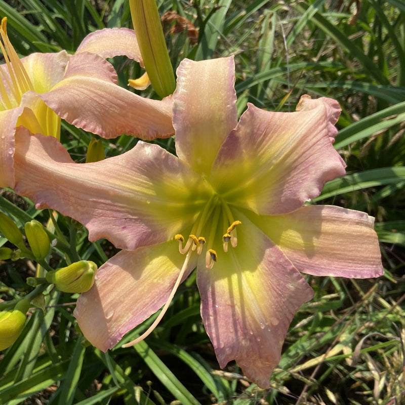 Split Infinitive Daylily from Oakes Daylilies