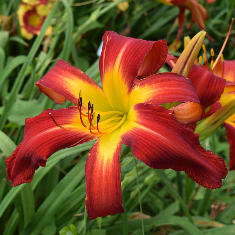 Springfield Clan Daylily from Oakes Daylilies