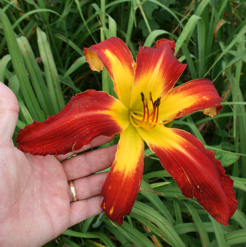 Springfield Clan Daylily from Oakes Daylilies