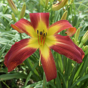 Springfield Clan Daylily from Oakes Daylilies