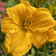 Star Struck Daylily from Oakes Daylilies