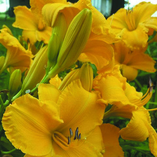 Star Struck Daylily from Oakes Daylilies