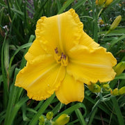 Star Struck Daylily from Oakes Daylilies