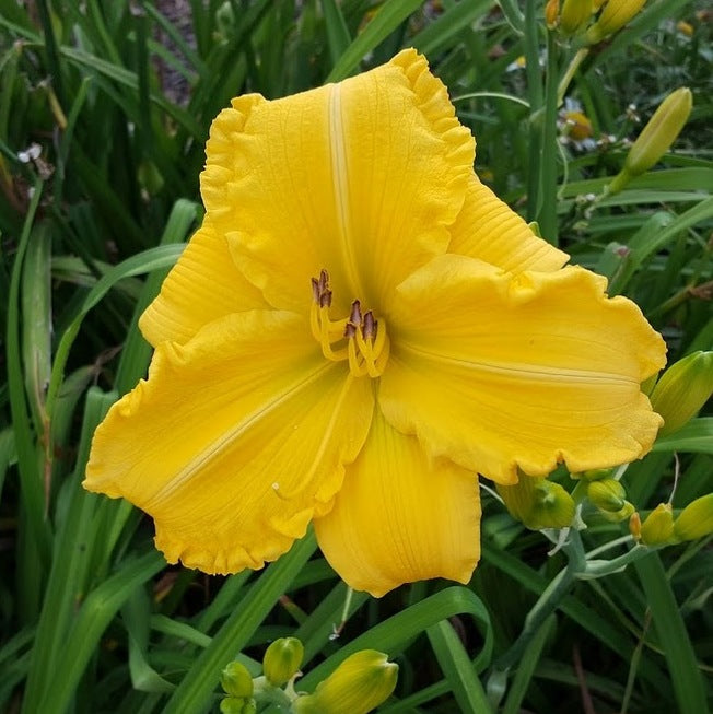 Star Struck Daylily from Oakes Daylilies