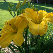 Star Struck Daylily from Oakes Daylilies