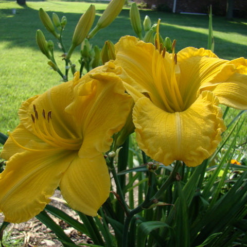 Star Struck Daylily from Oakes Daylilies