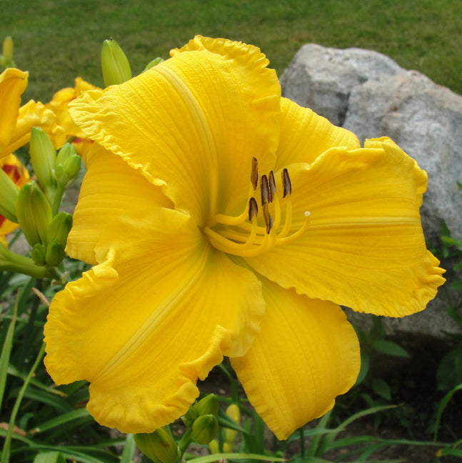 Star Struck Daylily from Oakes Daylilies