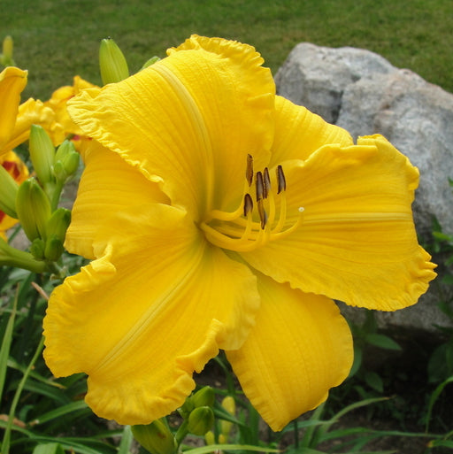 Star Struck Daylily from Oakes Daylilies