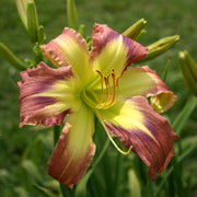 Star of Fantasy Daylily from Oakes Daylilies