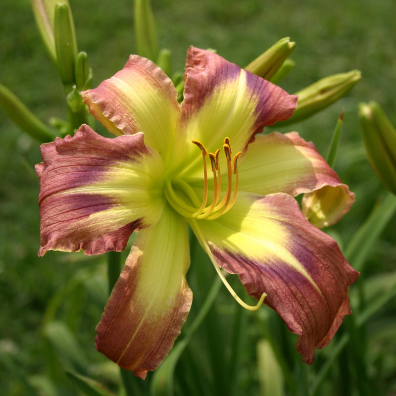 Star of Fantasy Daylily from Oakes Daylilies