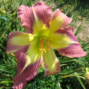 Star of Fantasy Daylily from Oakes Daylilies