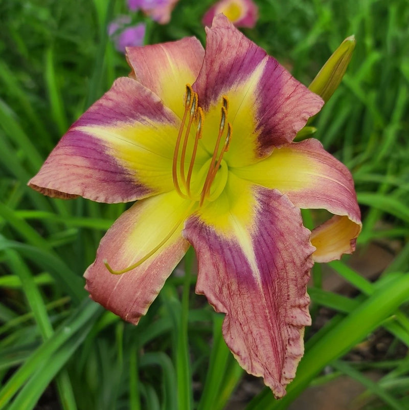 Star of Fantasy Daylily from Oakes Daylilies