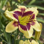 Star of the North Daylily from Oakes Daylilies