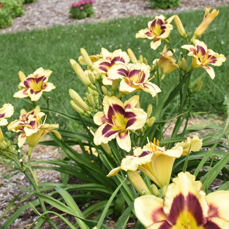Star of the North Daylily from Oakes Daylilies