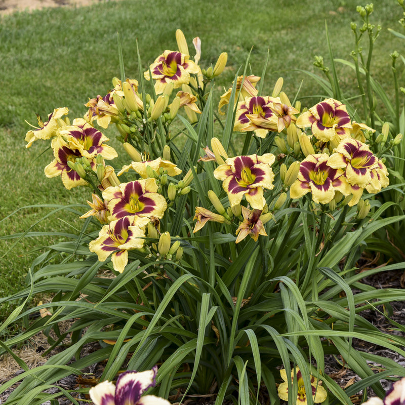 Star of the North Daylily from Oakes Daylilies