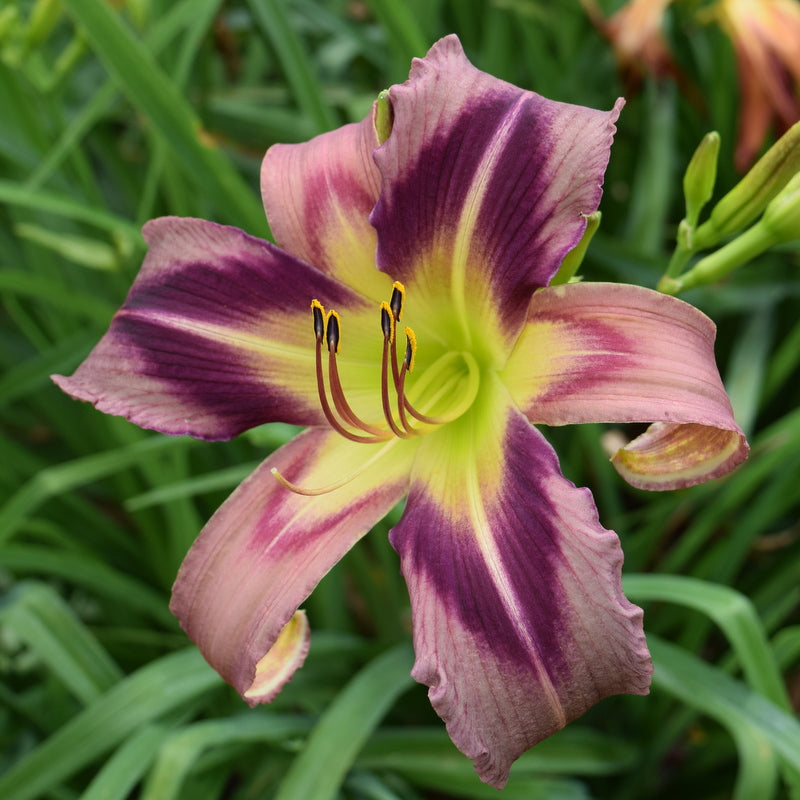 Starman's Quest Daylily from Oakes Daylilies