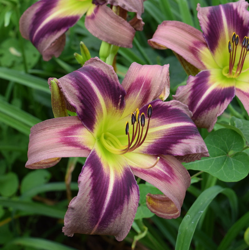 Starman's Quest Daylily from Oakes Daylilies