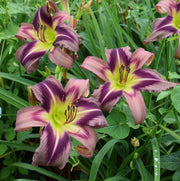 Starman's Quest Daylily from Oakes Daylilies