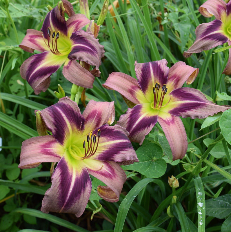 Starman's Quest Daylily from Oakes Daylilies
