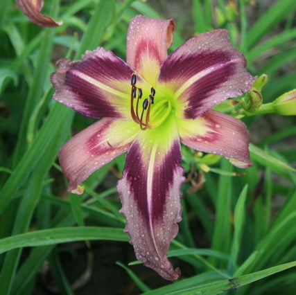 Starman's Quest Daylily | Stunning Blooms | Oakes Daylilies