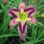 Starman's Quest Daylily from Oakes Daylilies