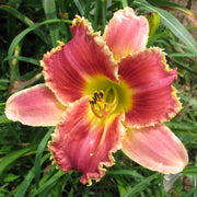 Startle Daylily from Oakes Daylilies