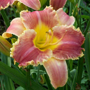 Startle Daylily from Oakes Daylilies