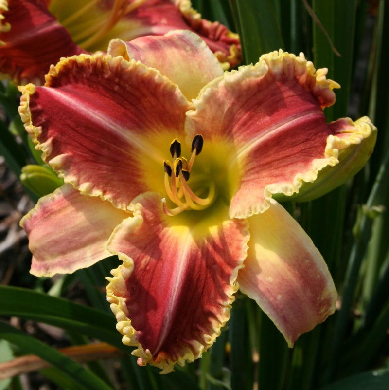 Startle Daylily from Oakes Daylilies