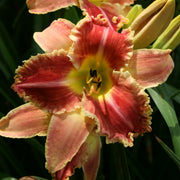 Startle Daylily from Oakes Daylilies
