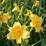 Statuesque Daylily from Oakes Daylilies