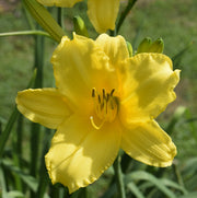 Statuesque Daylily from Oakes Daylilies