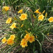 Stella de Oro Daylily from Oakes Daylilies
