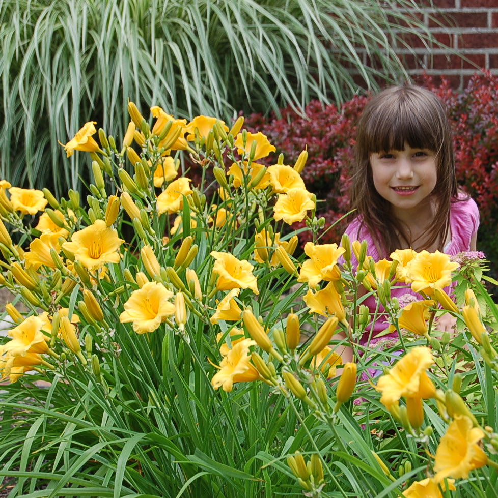 Oakes Daylilies Stella De Oro Daylily - Thumbnail 5