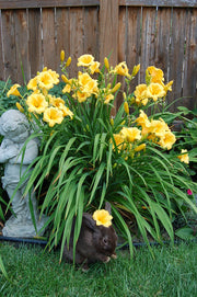 Stella de Oro daylily from Oakes Daylilies