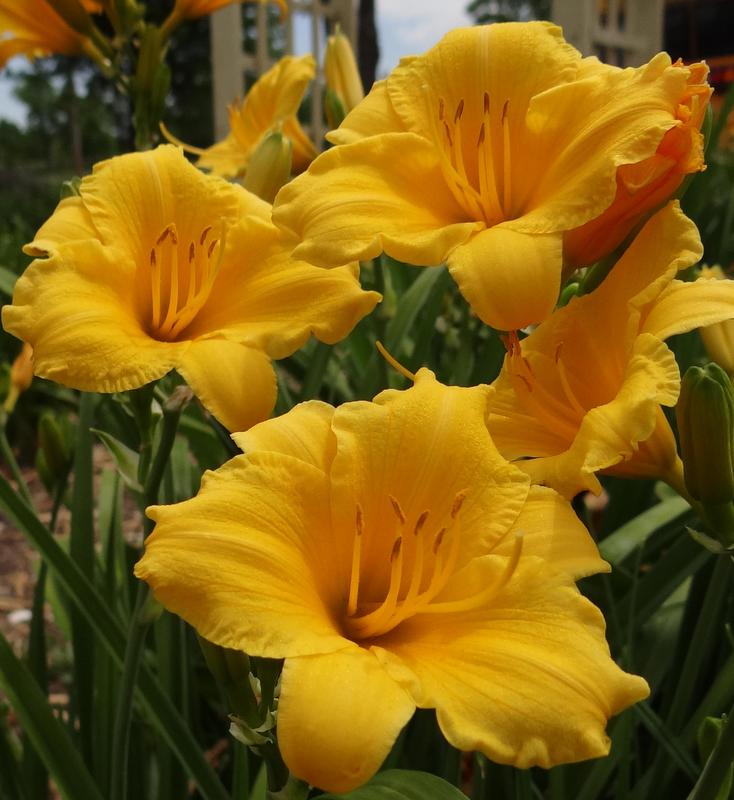 Oakes Daylilies Stella De Oro Daylily - Thumbnail 4