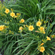 Stella de Oro Daylily from Oakes Daylilies
