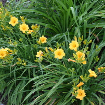 Stella de Oro Daylily from Oakes Daylilies