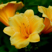 Stella de Oro Daylily from Oakes Daylilies