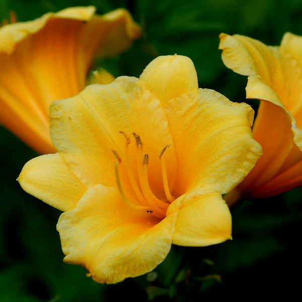 Stella de Oro Daylily from Oakes Daylilies
