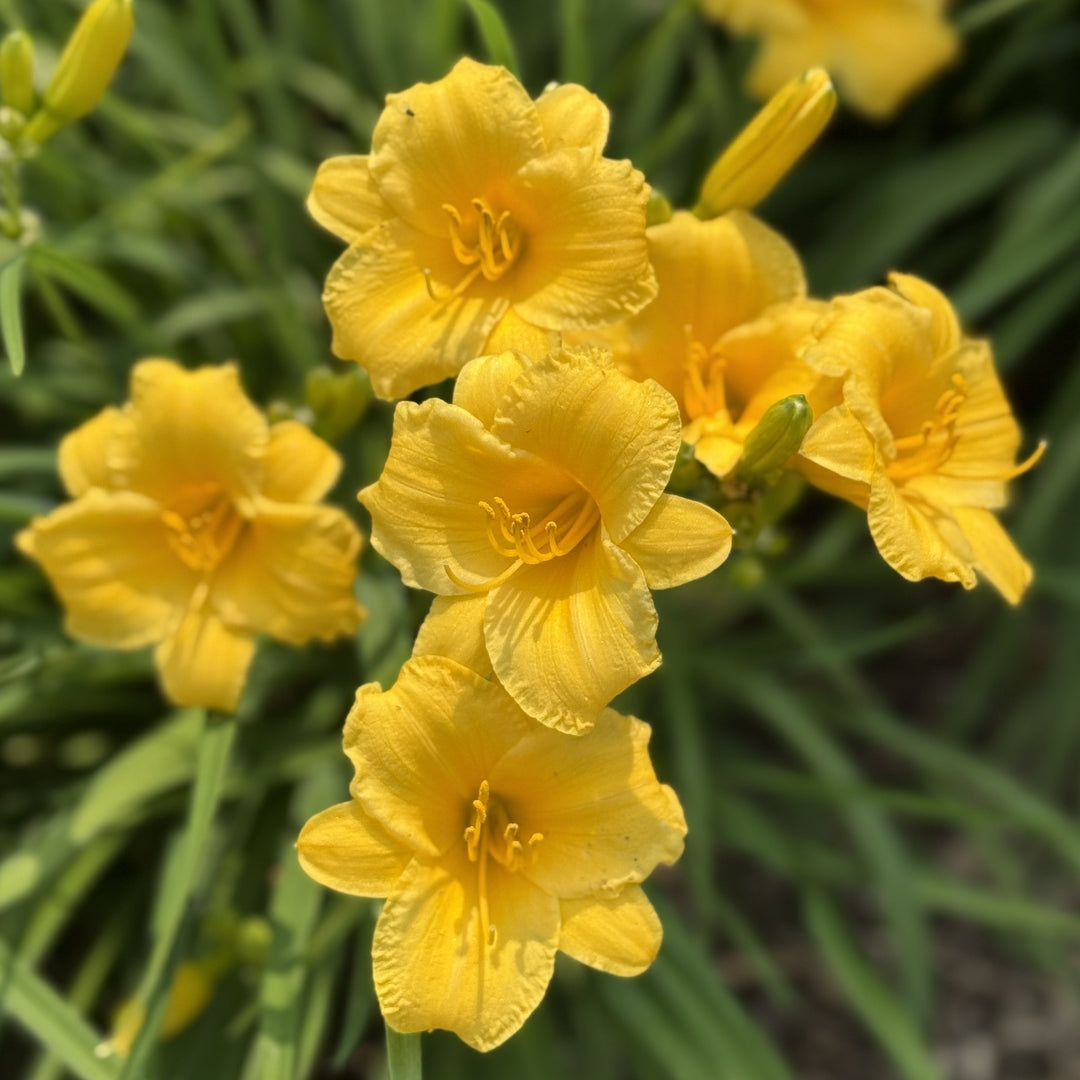 Oakes Daylilies Stella De Oro Daylily - Thumbnail 3