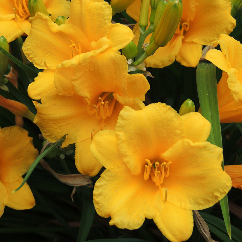 Stella de Oro daylily from Oakes Daylilies