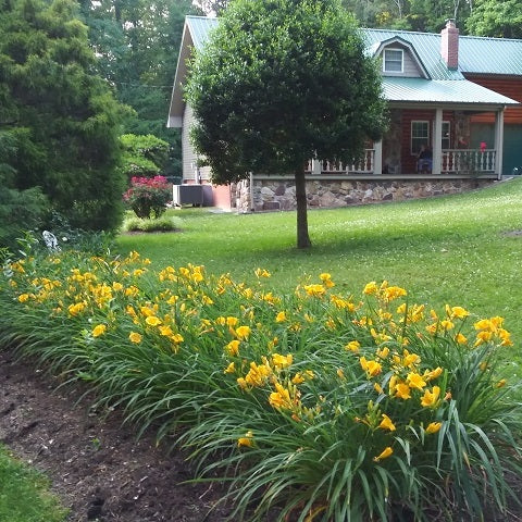 Stella de Oro daylily from Oakes Daylilies
