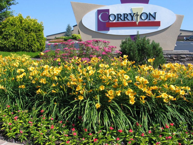 Stella de Oro daylily from Oakes Daylilies