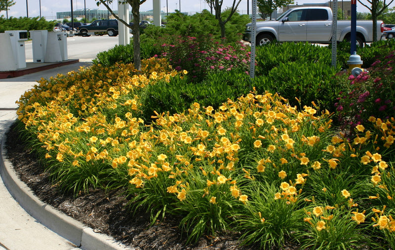 Stella de Oro daylily from Oakes Daylilies