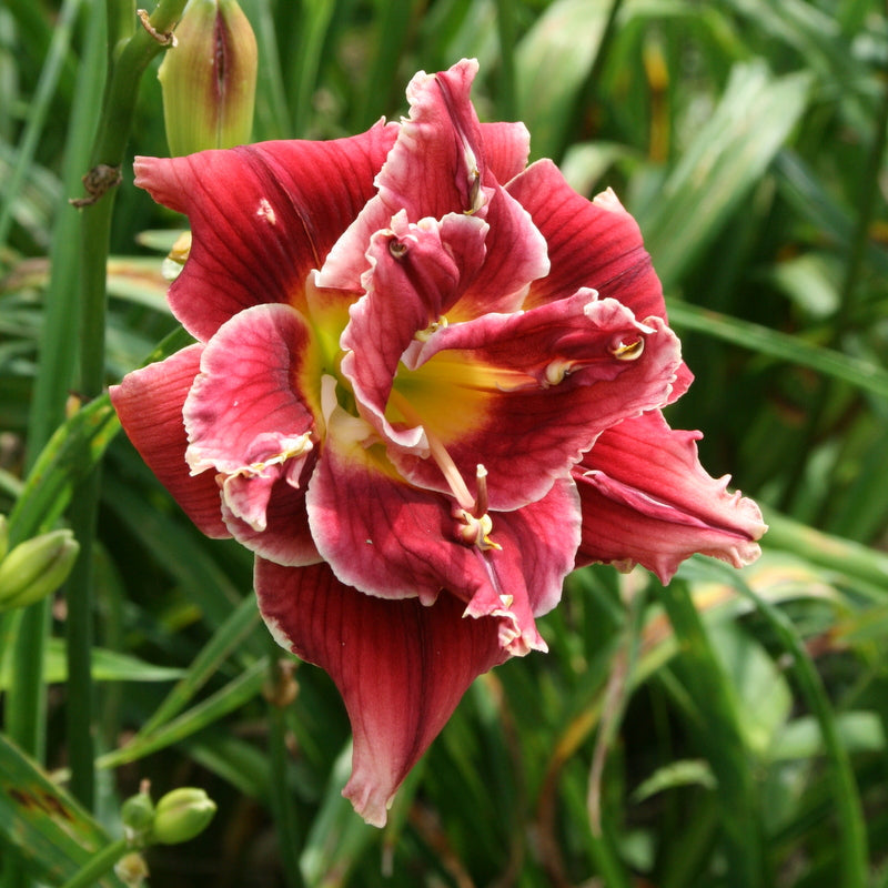 Stellar Double Rose Daylily from Oakes Daylilies