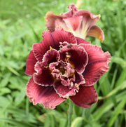 Stellar Double Rose Daylily from Oakes Daylilies