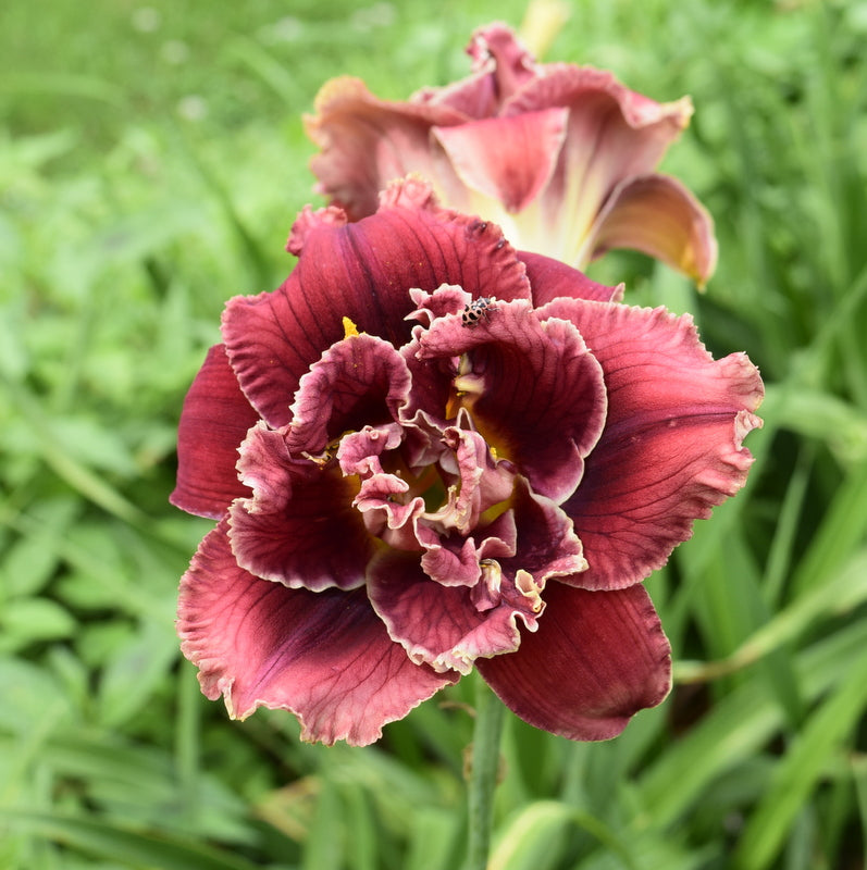 Stellar Double Rose Daylily from Oakes Daylilies