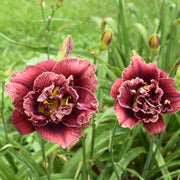 Stellar Double Rose Daylily from Oakes Daylilies