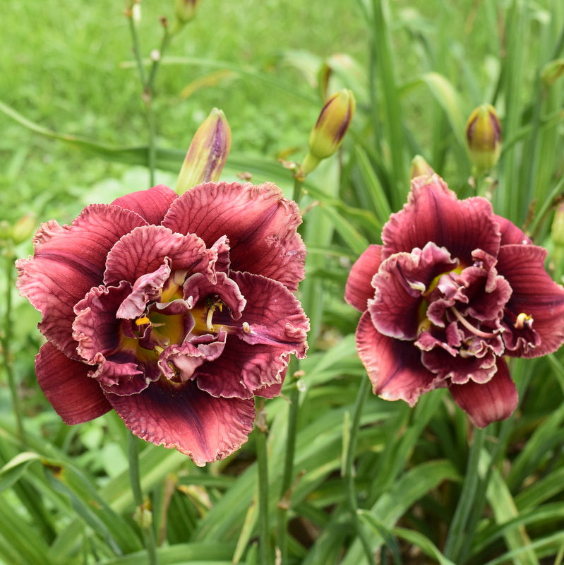 Stellar Double Rose Daylily from Oakes Daylilies