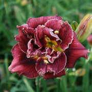 Stellar Double Rose Daylily from Oakes Daylilies